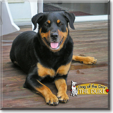 The Duke, the Dog of the Day