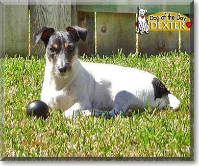 Dexter, the Dog of the Day