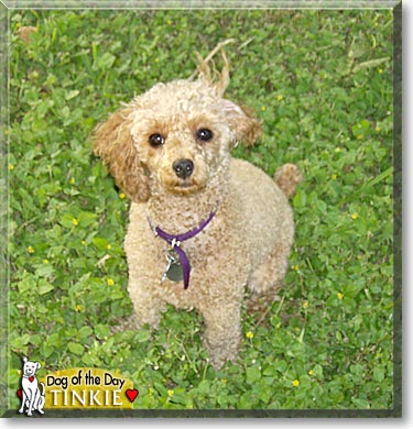 Tinkie, the Dog of the Day