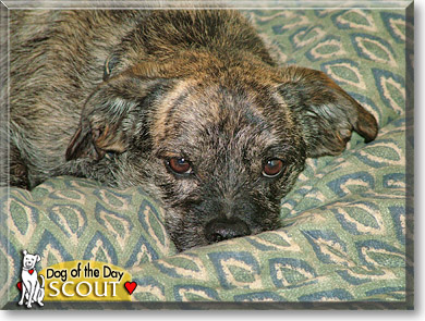 Scout, the Dog of the Day