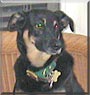 Sheba