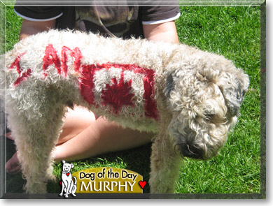 Murphy, the Dog of the Day