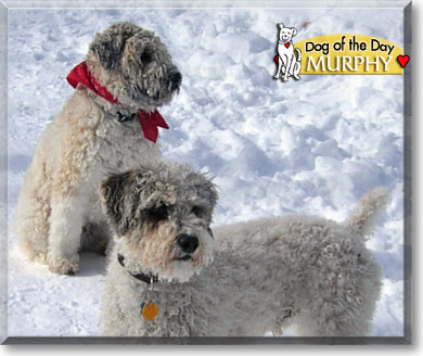 Murphy, the Dog of the Day