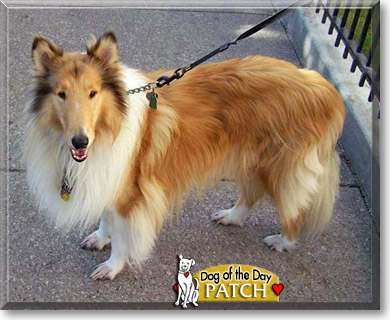 Patch, the Dog of the Day