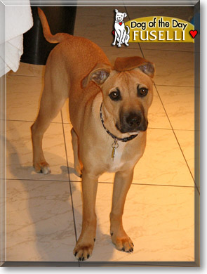 Fuselli, the Dog of the Day