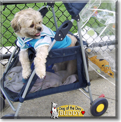 Buddy, the Dog of the Day