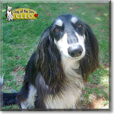 Cleo, the Dog of the Day