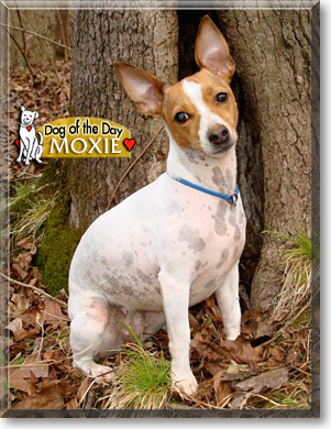 Moxie, the Dog of the Day
