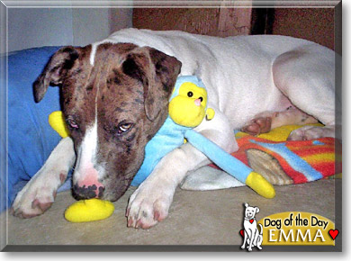 Emma, the Dog of the Day