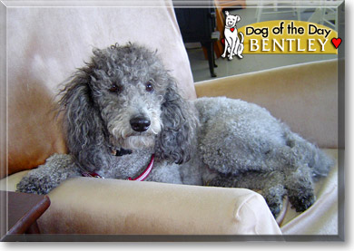 Bentley, the Dog of the Day