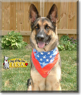 Elsa, the Dog of the Day