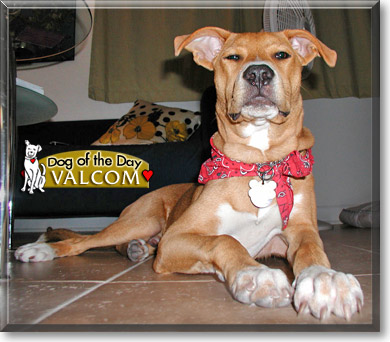 Valcom, the Dog of the Day