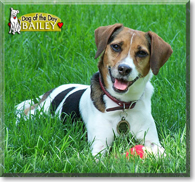 Bailey, the Dog of the Day
