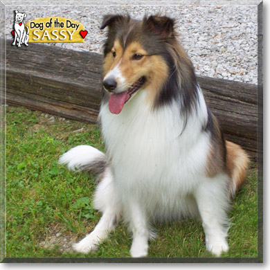 Sassy, the Dog of the Day