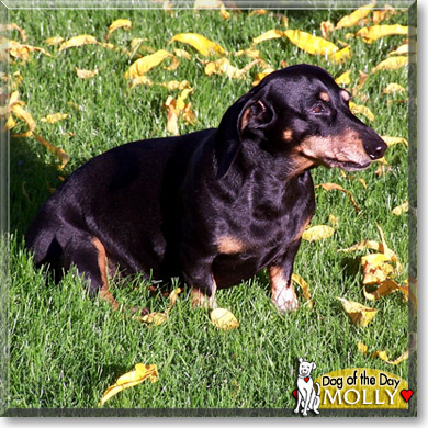 Molly, the Dog of the Day