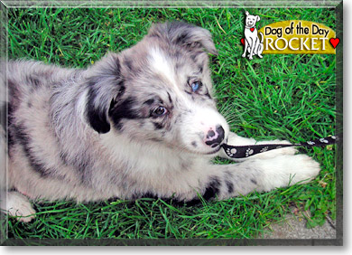 Rocket, the Dog of the Day