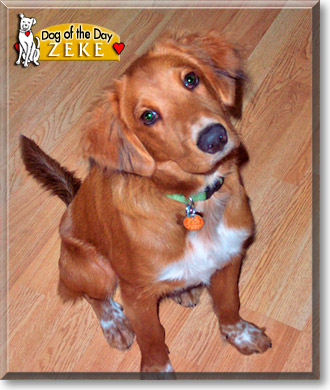 Zeke, the Dog of the Day