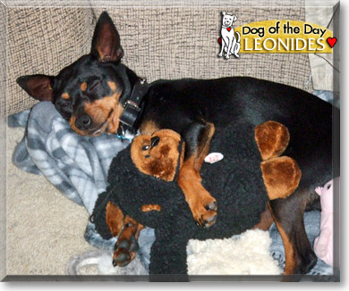 Leonidas, the Dog of the Day