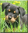 Lilly
