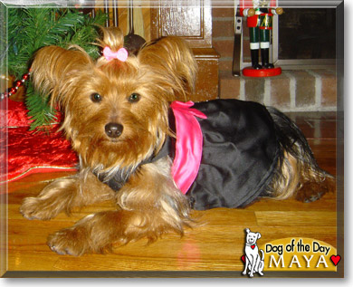 Maya, the Dog of the Day