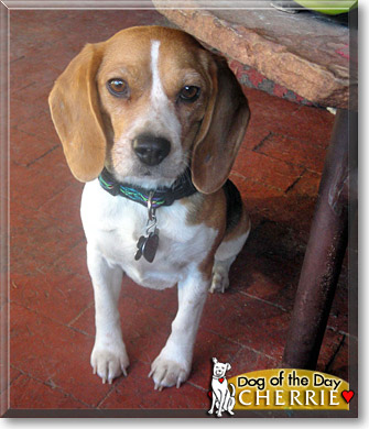 Cherrie, the Dog of the Day