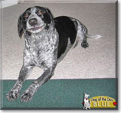 Blue, the Dog of the Day