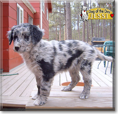 Jessi, the Dog of the Day