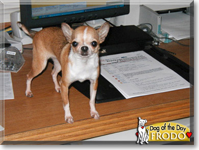 Frodo, the Dog of the Day
