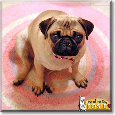 Rosie, the Dog of the Day