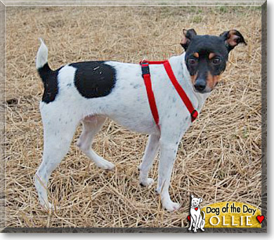 Ollie, the Dog of the Day