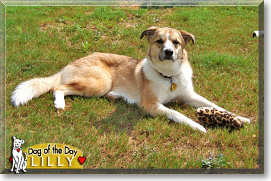 Lilly, the Dog of the Day