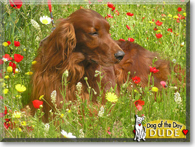 Dude, the Dog of the Day