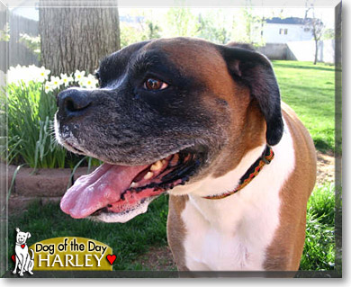 Harley, the Dog of the Day