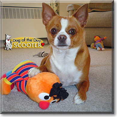 Scooter, the Dog of the Day