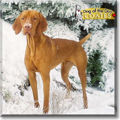 Coates, the Dog of the Day Coates, the Dog of the Day