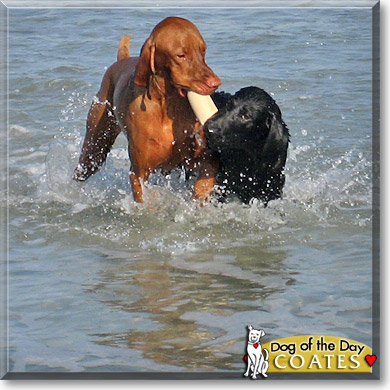Scooter, the Dog of the Day Coates, the Dog of the Day