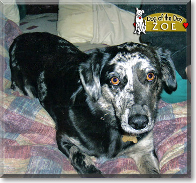 Zoe, the Dog of the Day Zoe, the Dog of the Day