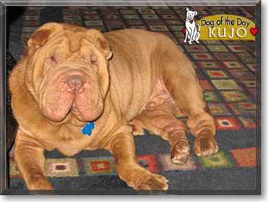 Kujo, the Dog of the Day
