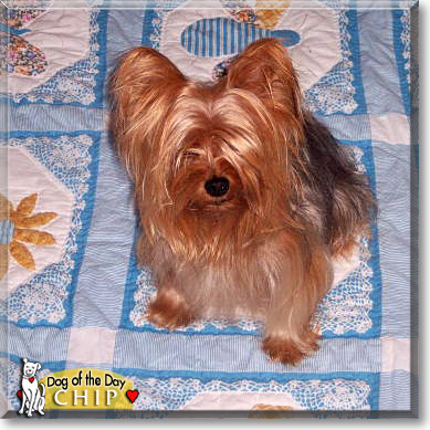 Chip, the Dog of the Day Chip, the Dog of the Day