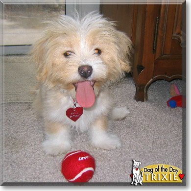 Trixie, the Dog of the Day