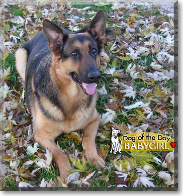 Babygirl, the Dog of the Day Babygirl, the Dog of the Day