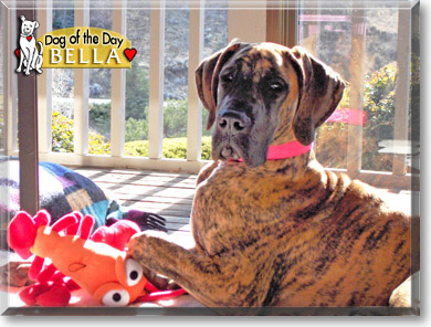 Bella, the Dog of the Day