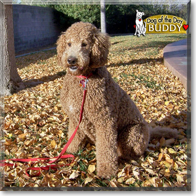 Buddy, the Dog of the Day