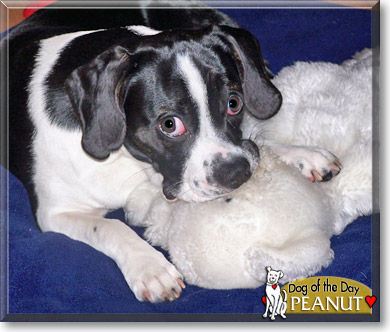 Peanut, the Dog of the Day
