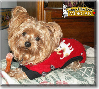 Morgan, the Dog of the Day