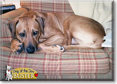 Buster, the Dog of the Day