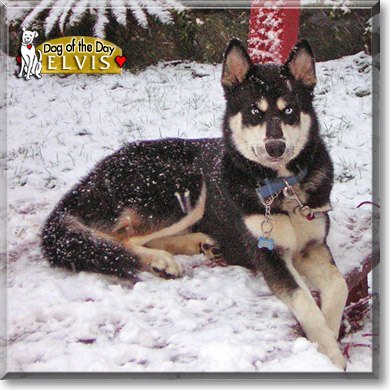 Elvis, the Dog of the Day
