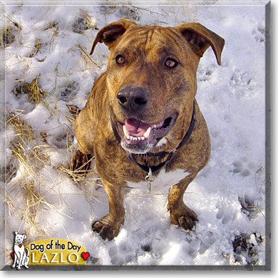 Lazlo, the Dog of the Day