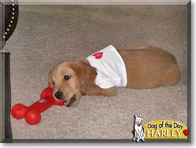 Harley, the Dog of the Day