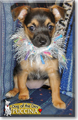 Puccina, the Dog of the Day